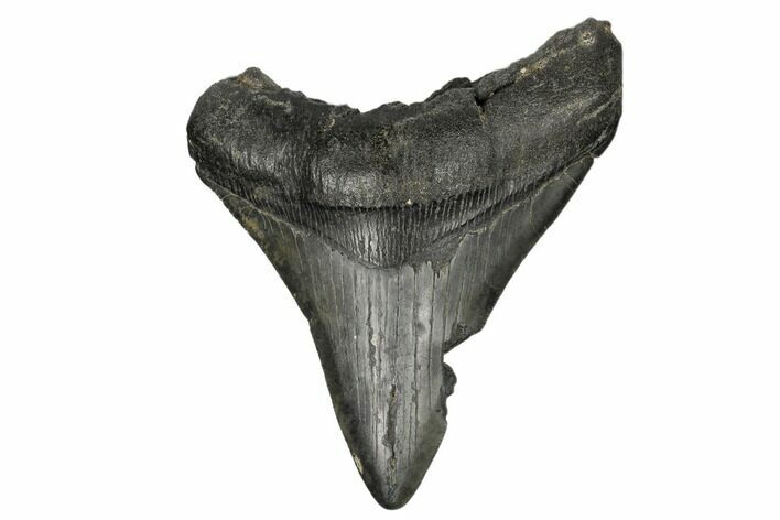 Bargain, Fossil Megalodon Tooth - South Carolina #180955